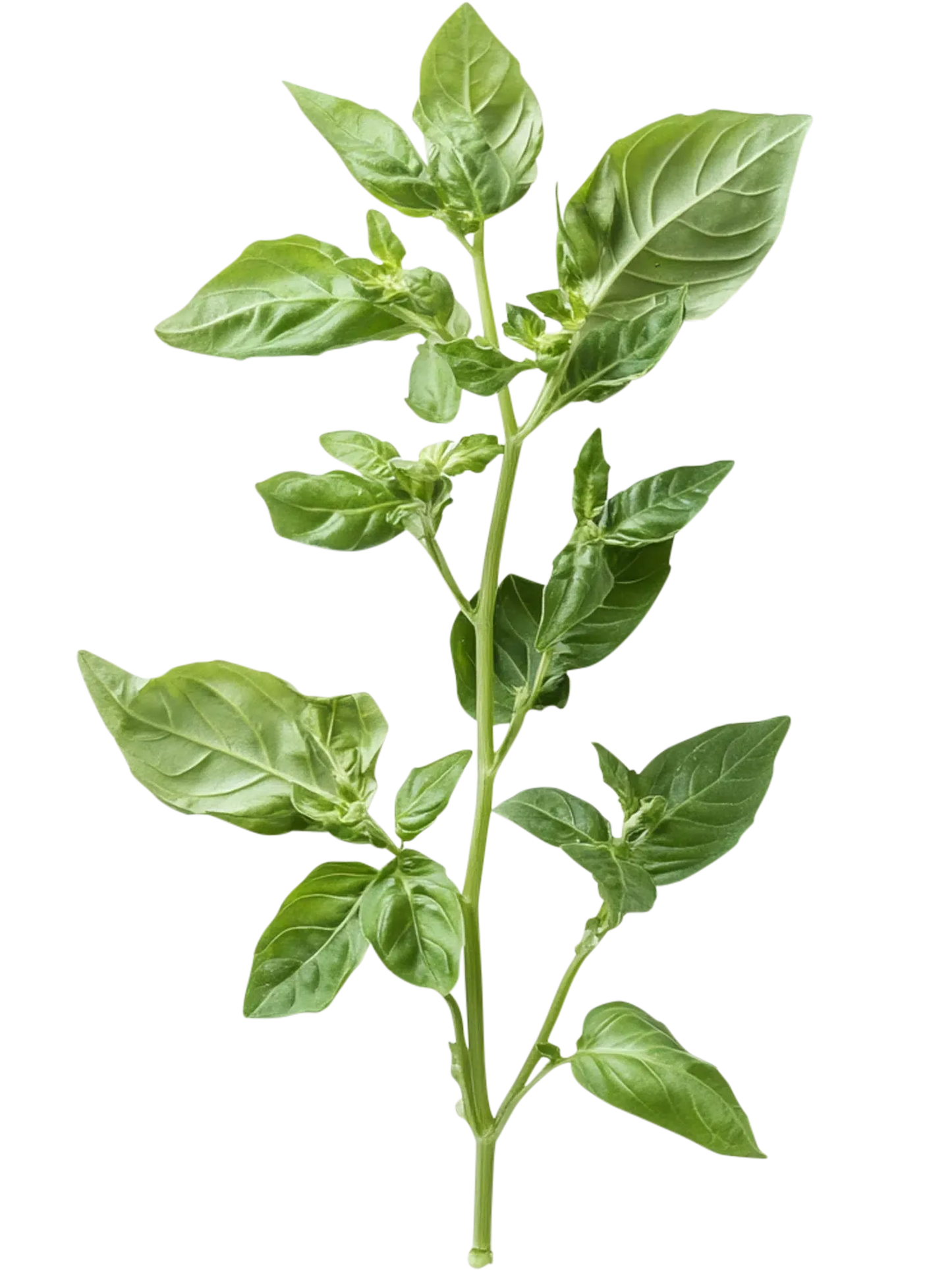 Yogi Tea Joie de Vivre | Basilic & bonne humeur