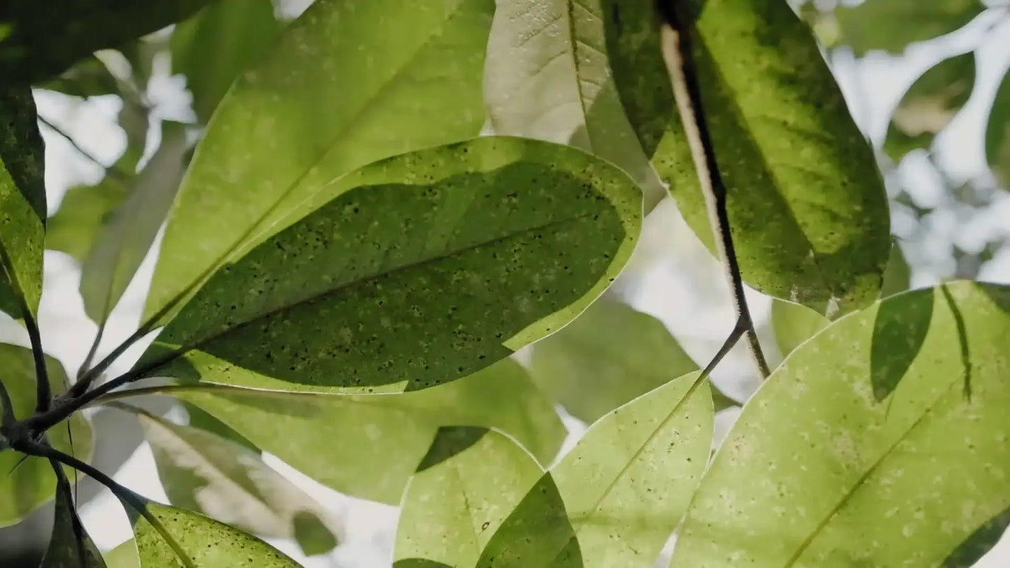 Yogi Tea Thé Vert Matcha Citron | Énergie & Détox