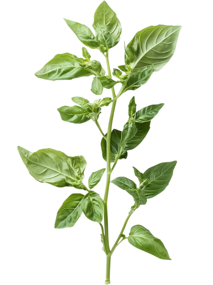 Yogi Tea Joie de Vivre | Basilic & bonne humeur