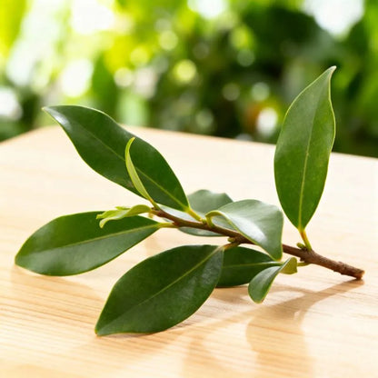 Huile Essentielle Ravintsara | Immunité Maximale