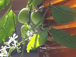 Shampoing Démêlant Hydratant | La Case Bio