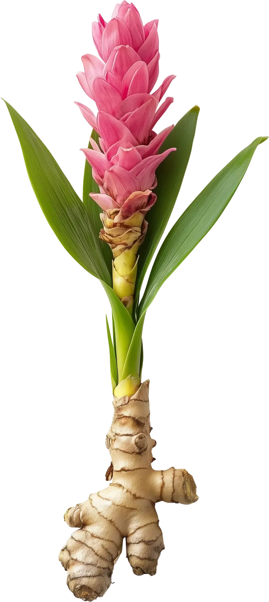 Yogi Tea Curcuma Orange | Le Rayon de Soleil Doré