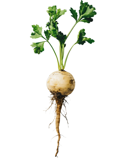 Yogi Tea Chai Maca | Stimulant & Vitalité