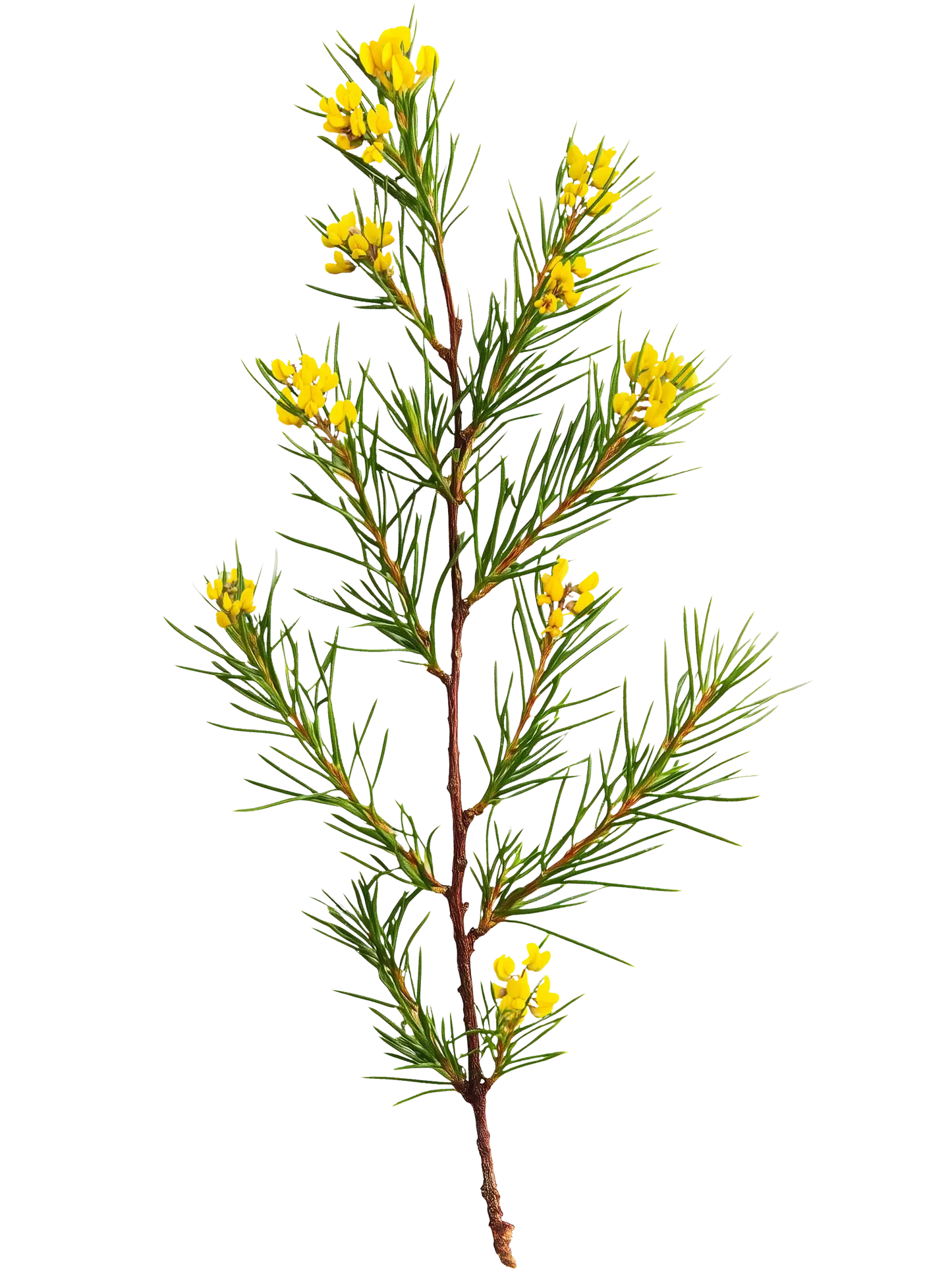 Yogi Tea Rooibos | La Douceur d'Afrique