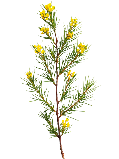 Yogi Tea Rooibos | La Douceur d'Afrique