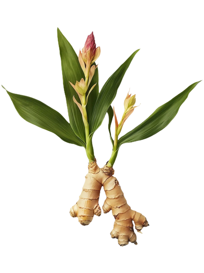 Yogi Tea Gingembre Citron | Digestion & Immunité