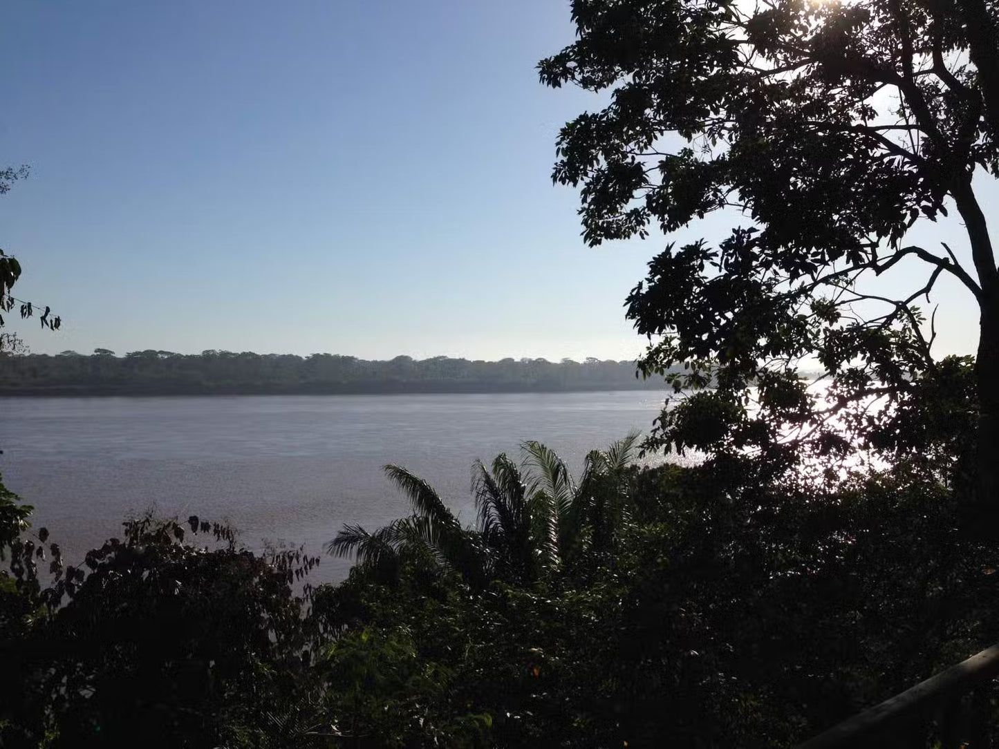 Noix d'amazonie