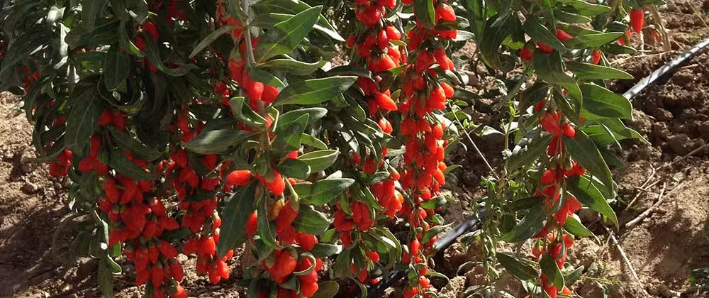 Baies de Goji | Le Fruit de la Longévité & Immunité