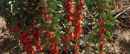 Baies de Goji | Le Fruit de la Longévité & Immunité