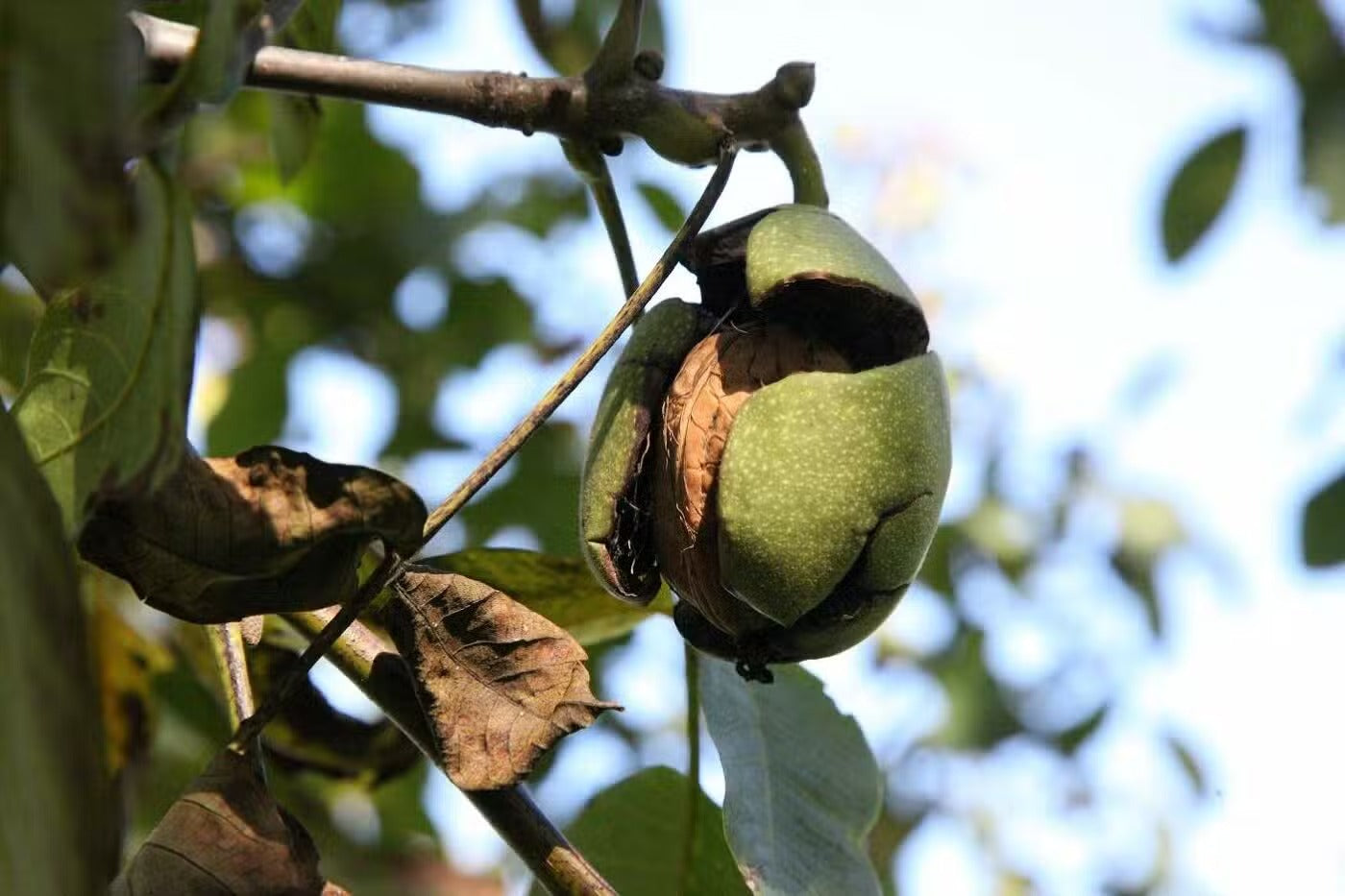 Cerneaux de Noix | Cerveau & Oméga-3