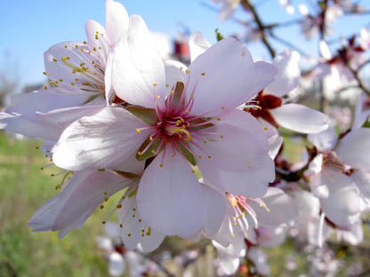 Amandes Décortiquées Nature | Protéines & Santé Cœur