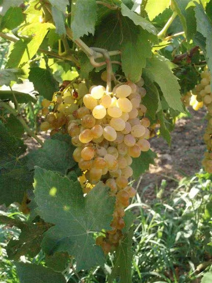 Raisins Sultanines (Sultanas) | Énergie & Cuisine