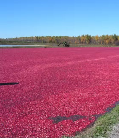 Cranberries Séchées | Confort Urinaire & Antioxydant