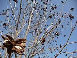 Noix de Pécan (Pecan Nuts) | Gourmandise & Antioxydants