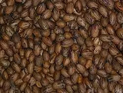 Noix de Pécan (Pecan Nuts) | Gourmandise & Antioxydants