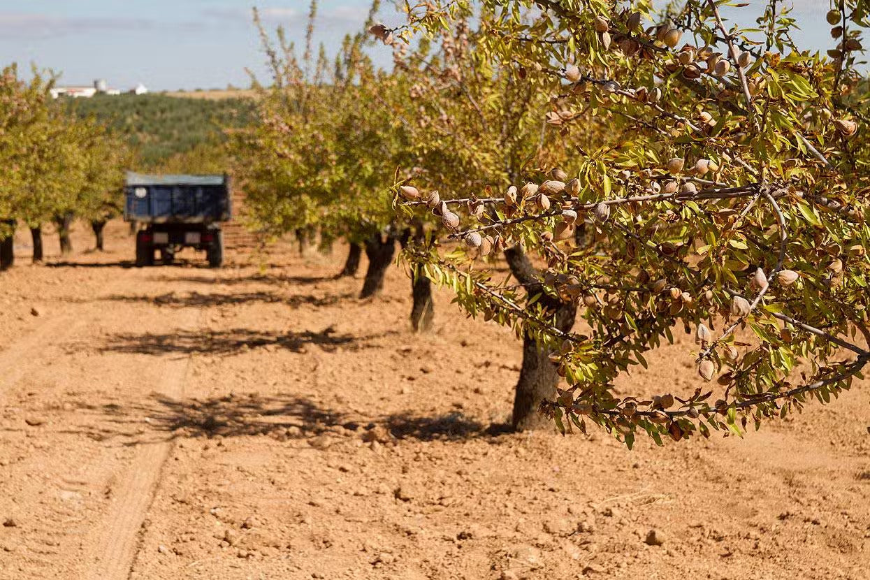 Amandes Décortiquées Nature | Protéines & Santé Cœur