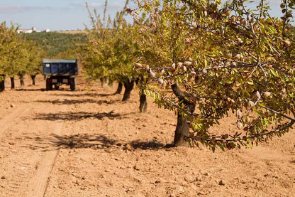 Amandes Décortiquées Nature | Protéines & Santé Cœur