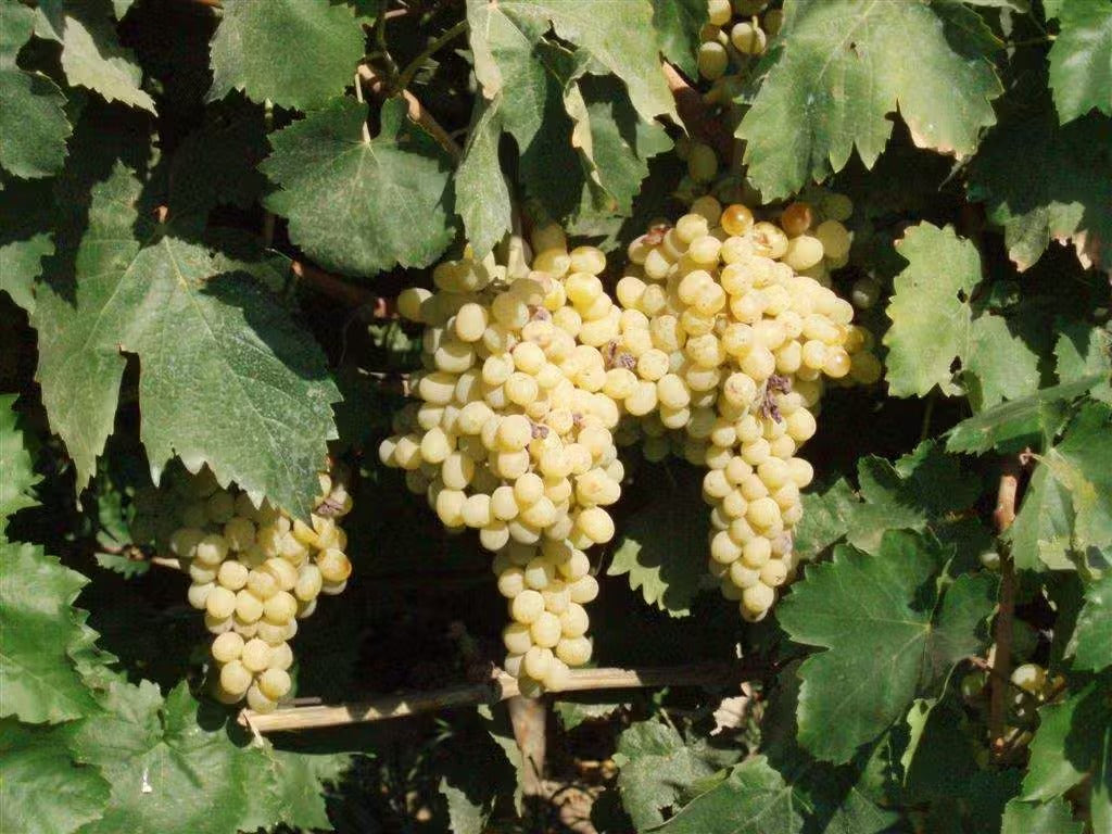 Raisins Sultanines (Sultanas) | Énergie & Cuisine