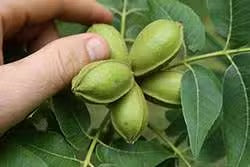 Noix de Pécan (Pecan Nuts) | Gourmandise & Antioxydants