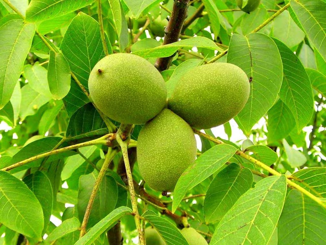 Cerneaux de Noix | Cerveau & Oméga-3