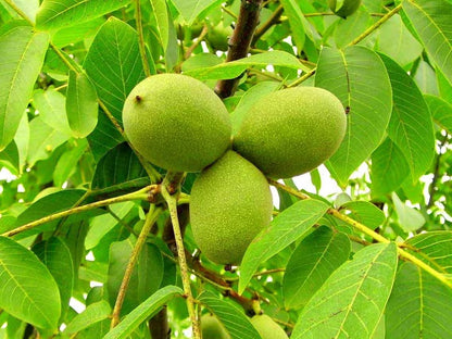 Cerneaux de Noix | Cerveau & Oméga-3