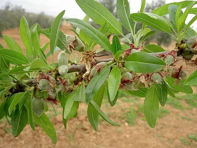 Amandes Décortiquées Nature | Protéines & Santé Cœur