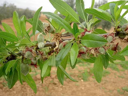 Amandes Décortiquées Nature | Protéines & Santé Cœur