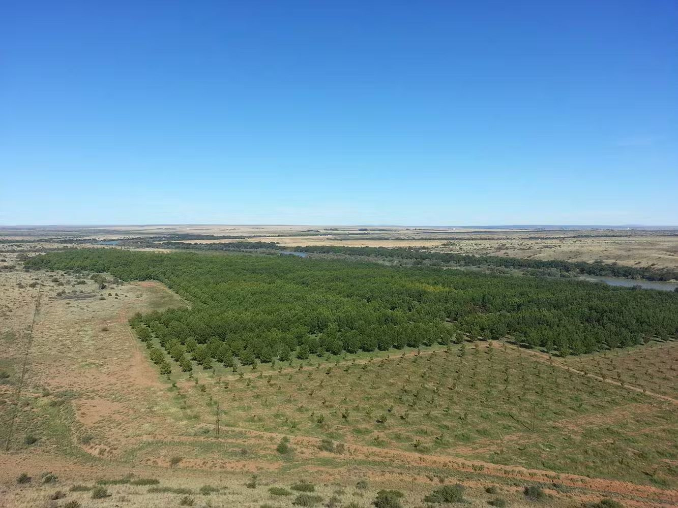 Noix de Pécan (Pecan Nuts) | Gourmandise & Antioxydants