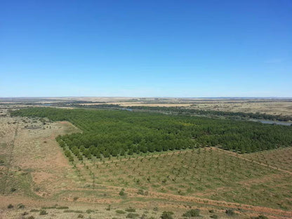 Noix de Pécan (Pecan Nuts) | Gourmandise & Antioxydants