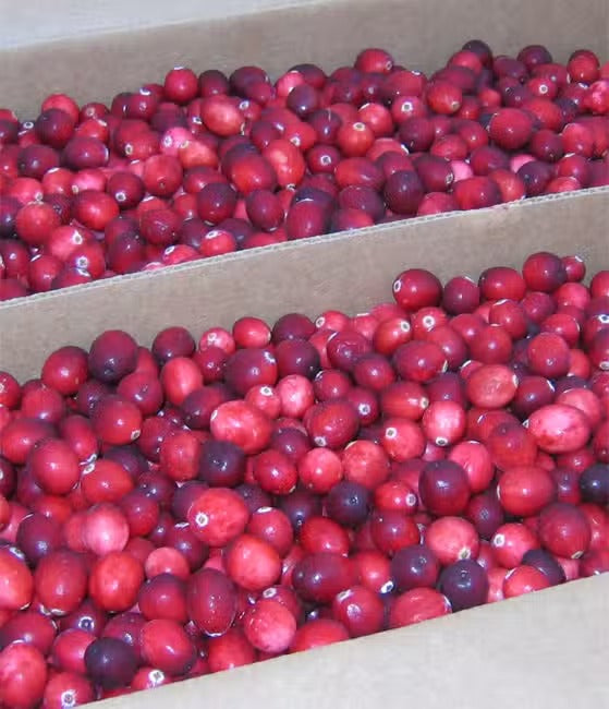 Cranberries Séchées | Confort Urinaire & Antioxydant