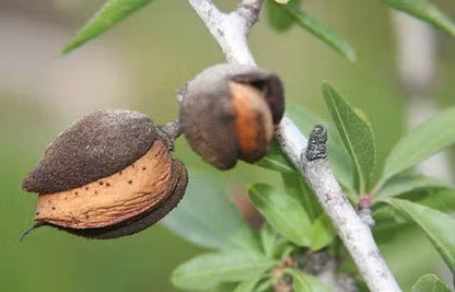 Amandes Décortiquées Nature | Protéines & Santé Cœur