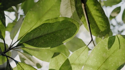 Yogi Tea Thé Vert Matcha Citron | Énergie & Détox