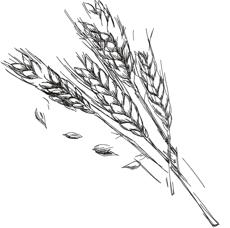 Sucre de canne complet - Biodoux